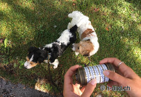 MountainGames à Davos.