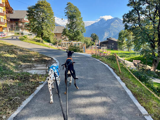 H-und.ch:Vivre la Suisse avec son chien