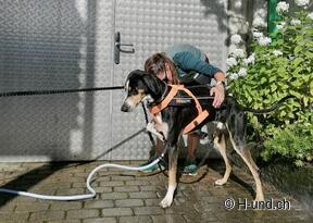 H-und.ch:Vivre la Suisse avec son chien