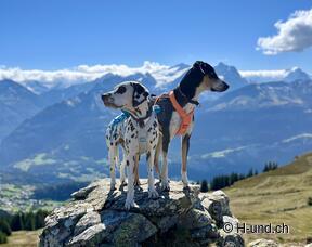 H-und.ch : Vivre la Suisse avec son chien