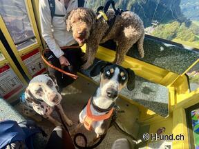 H-und.ch:Vivre la Suisse avec son chien