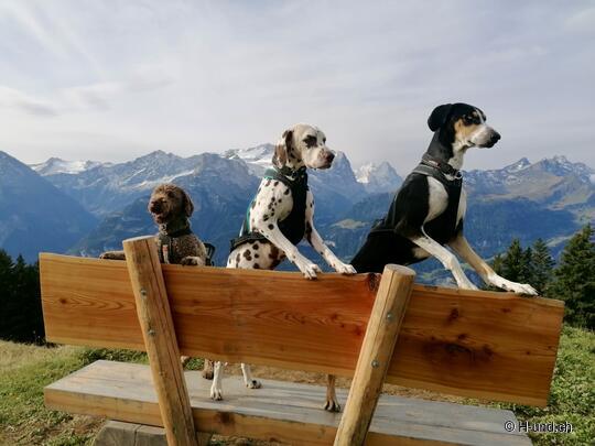 H-und.ch : Vivre la Suisse avec son chien