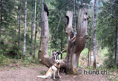 Némésis sur la piste des gobelins avec Kaya.