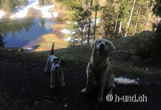 Kaya und Nemesis geniessen die Tour um den Schwarzensee.